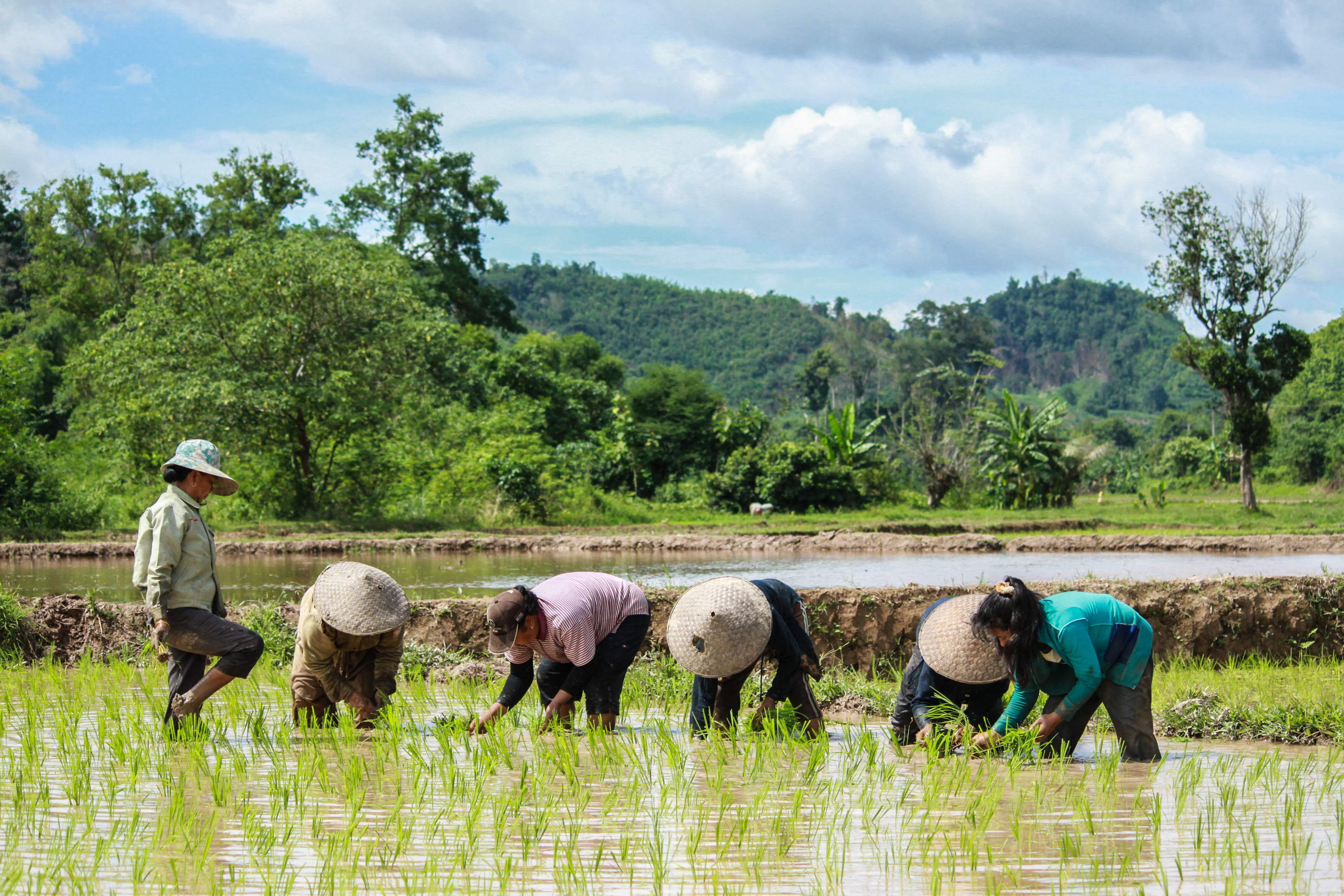 Чем отличается хозяйственная деятельность людей в горах. Лаос земледелие. Сельское хозяйство Юго Восточной Азии. Лаос сельское хозяйство. Земледие Юго-Восточная Азия.